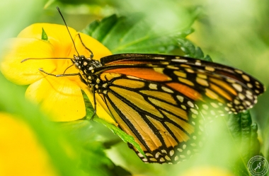 Der Monarchfalter // The monarch butterfly