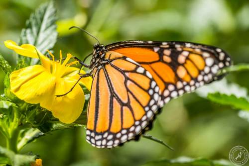 Der Monarchfalter // The monarch butterfly