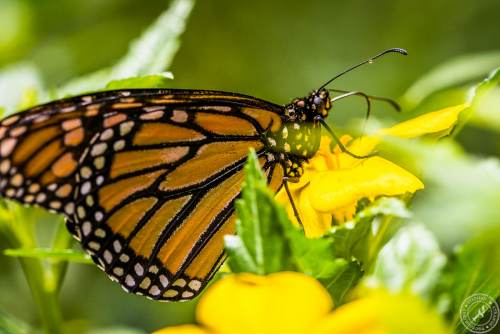 Der Monarchfalter // The monarch butterfly