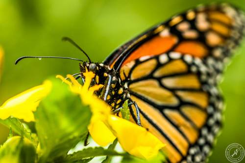 Der Monarchfalter // The monarch butterfly