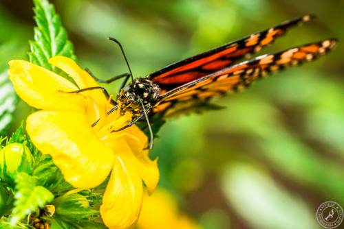 Der Monarchfalter // The monarch butterfly