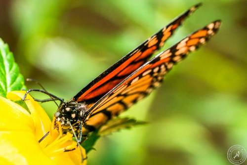 Der Monarchfalter // The monarch butterfly