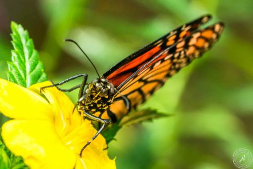 Der Monarchfalter // The monarch butterfly