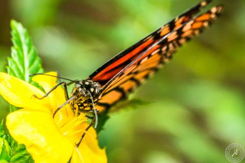 Der Monarchfalter // The monarch butterfly