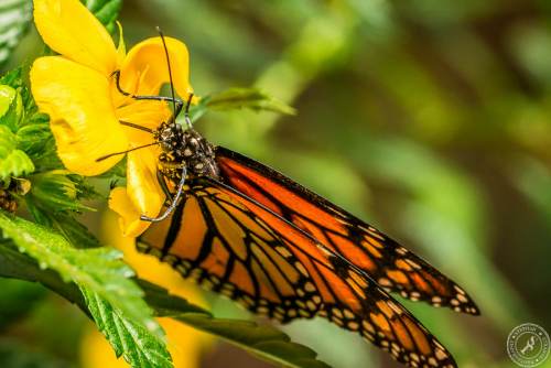 Der Monarchfalter // The monarch butterfly