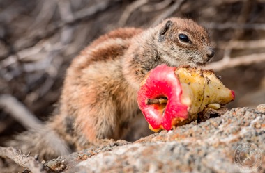 Nordafrikanische Borstenhörnchen