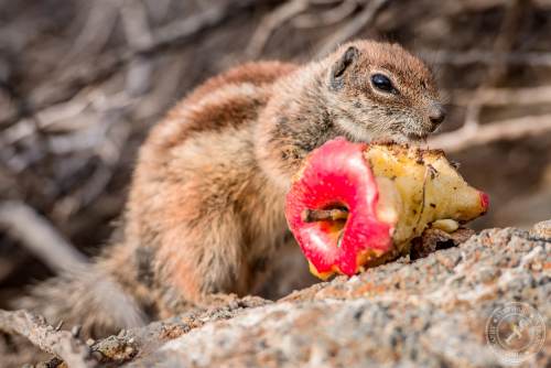 Nordafrikanische Borstenhörnchen