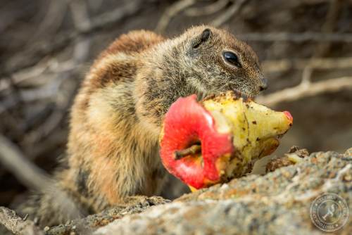 Nordafrikanische Borstenhörnchen