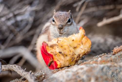 Nordafrikanische Borstenhörnchen
