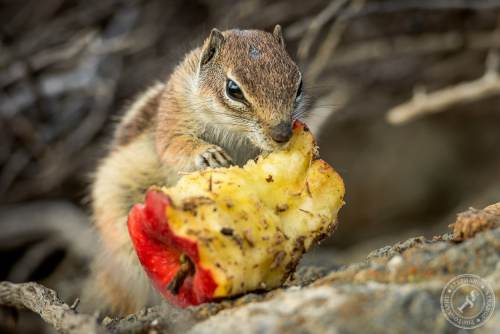 Nordafrikanische Borstenhörnchen