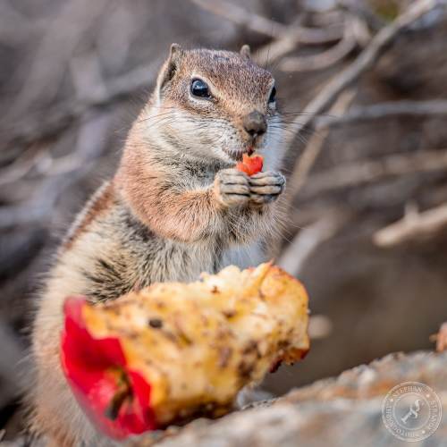 Nordafrikanische Borstenhörnchen