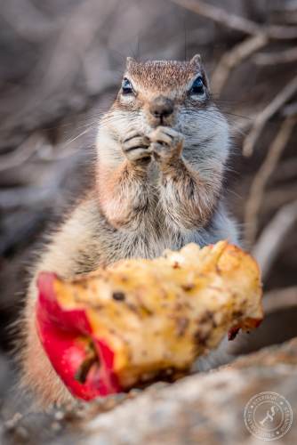 Nordafrikanische Borstenhörnchen