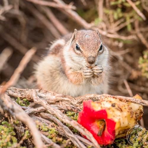 Nordafrikanische Borstenhörnchen