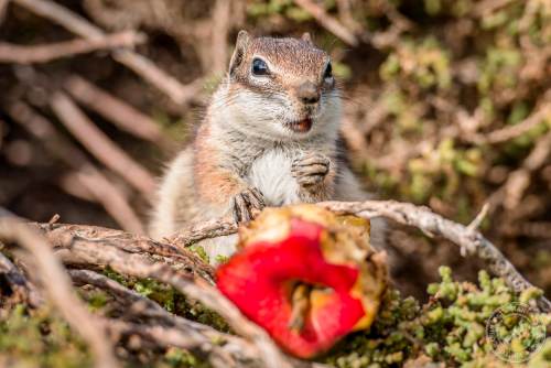 Nordafrikanische Borstenhörnchen