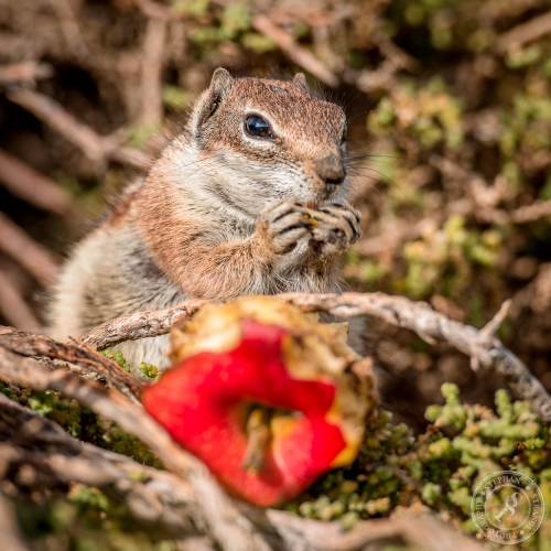 Nordafrikanische Borstenhörnchen
