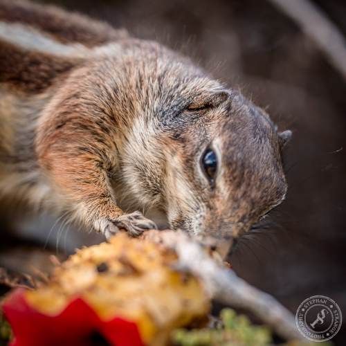 Nordafrikanische Borstenhörnchen