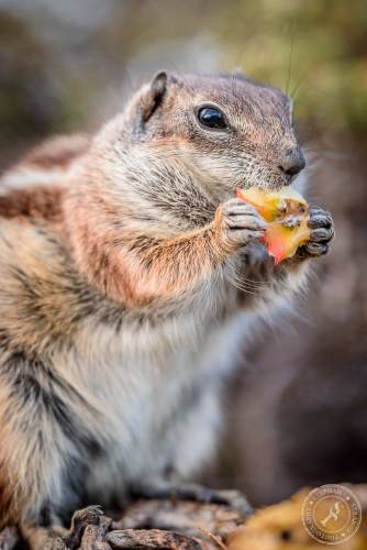 Nordafrikanische Borstenhörnchen