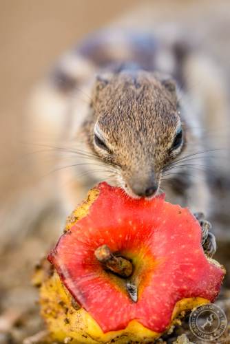Nordafrikanische Borstenhörnchen