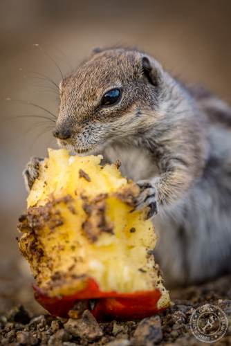 Nordafrikanische Borstenhörnchen