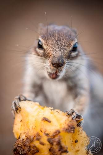 Nordafrikanische Borstenhörnchen