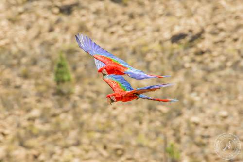 Papageien im Flug