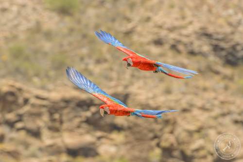 Papageien im Flug
