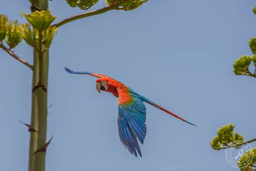 Papageien im Flug