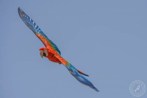 Papageien im Flug