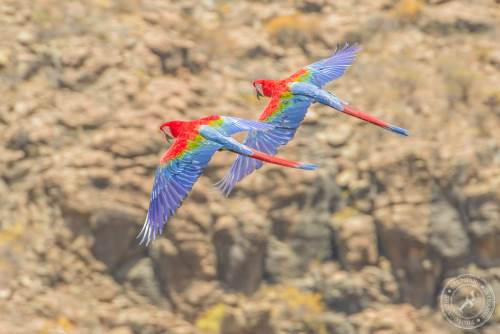 Papageien im Flug