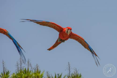 Papageien im Flug
