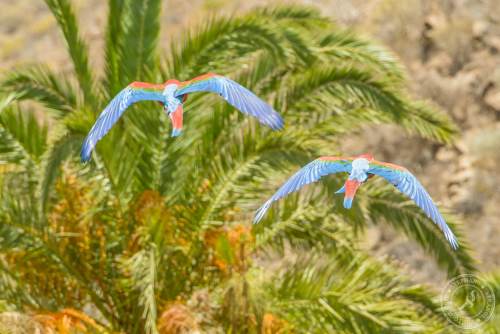 Papageien im Flug
