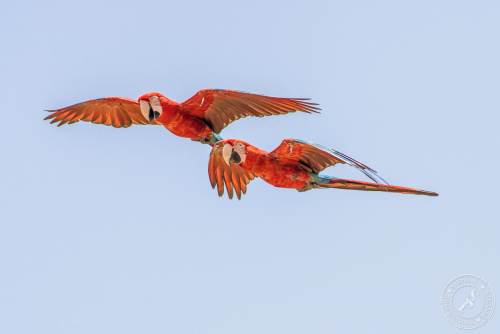 Papageien im Flug