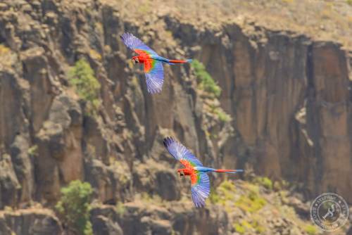 Papageien im Flug