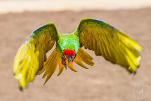 Papageien im Flug