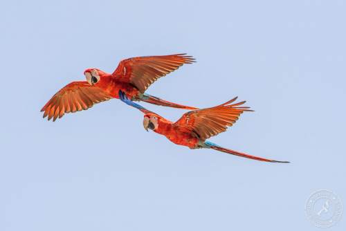 Papageien im Flug