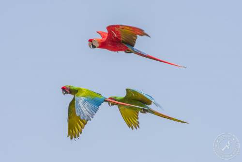 Papageien im Flug