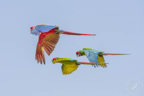 Papageien im Flug