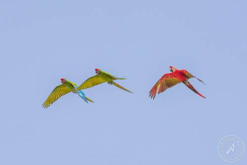 Papageien im Flug