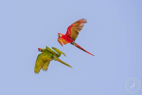 Papageien im Flug