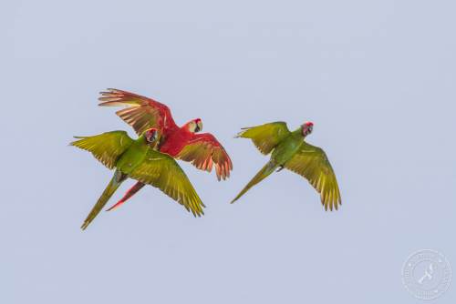Papageien im Flug