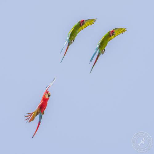 Papageien im Flug
