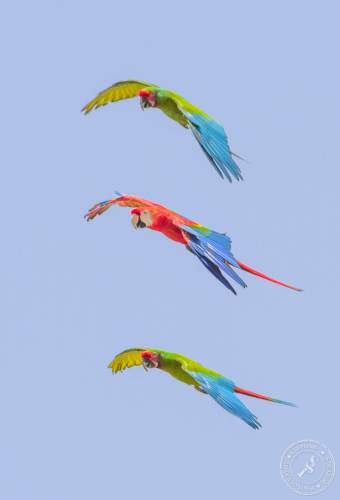Papageien im Flug