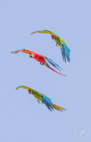 Papageien im Flug