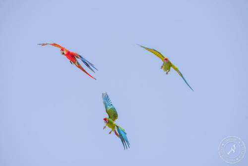 Papageien im Flug