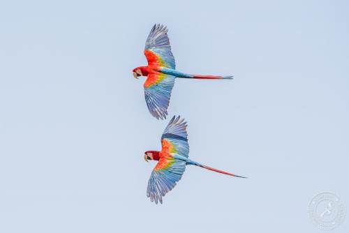 Papageien im Flug