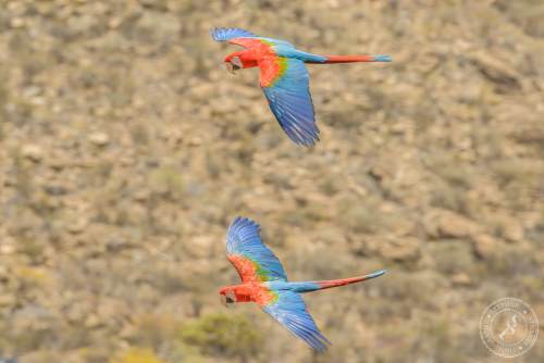 Papageien im Flug