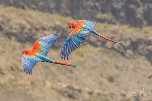 Papageien im Flug