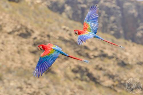 Papageien im Flug