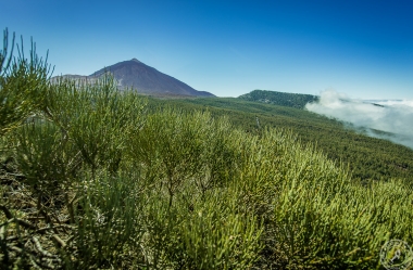 Zwischen Pico del Teide und dem Orotava Tal
