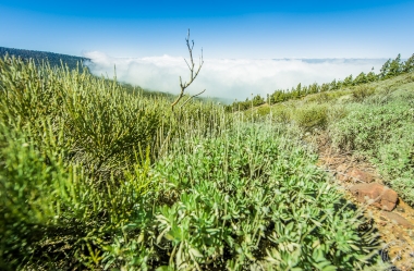 Zwischen Pico del Teide und dem Orotava Tal